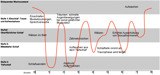 Grafik Schlafphasen