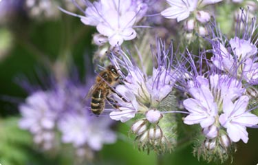 Wildbiene Blüte