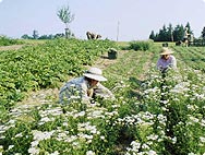 Verarbeitung: Achillea millefolium - Schafgarbe