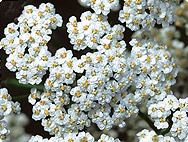 Achillea millefolium