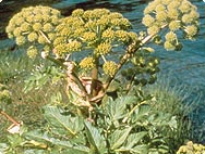 Vorkommen: Angelica archangelica - Engelwurz