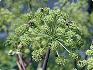 Angelica archangelica - Engelwurz