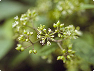 Aralia racemosa - Amerikanische Narde