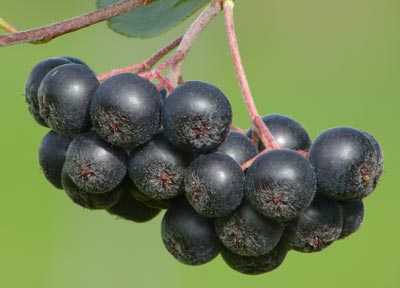 Aronia Beeren gesund