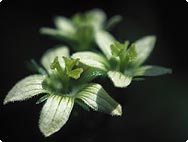 Botanische Merkmale: Bryonia cretica - Rote Zaunrübe