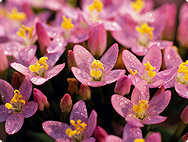 Centaurium minus Moench - Tausendgüldenkraut