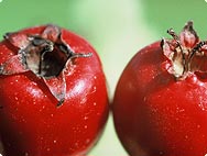 Botanische Merkmale: Crataegus - Weissdorn