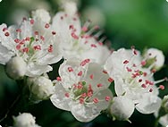 Vorkommen: Crataegus - Weissdorn