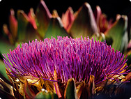 Cynara scolymus - Artischocke