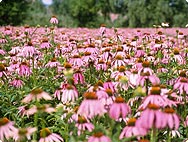 Vorkommen: Echinacea purpurea - Roter Sonnenhut