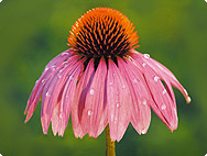 Echinacea purpurea - Roter Sonnenhut