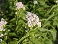 Vorkommen: Eupatropium perfoliatum - Durchwachsener Wasserhanf