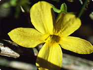 Gelsemium sempervirens - Wilder Jasmin