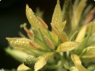 Gentiana lutea - Gelber Enzian