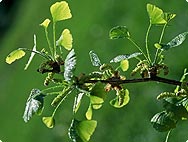 Ginkgo biloba L.: Verarbeitung