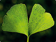 Ginkgo biloba L.