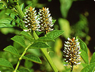 Glycyrrhiza glabra L - Süssholz