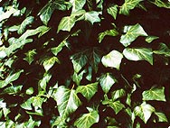 Verarbeitung: Hedera helix L. - Efeu