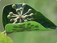 Vorkommen: Hedera helix L. - Efeu