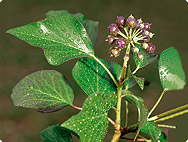 Hedera helix L. - Efeu