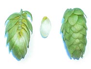 Botanische Merkmale: Humulus lupulus - Hopfen