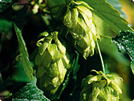 Humulus lupulus - Hopfen