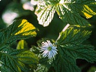 Botanische Merkmale: Hydrastis canadensis - Kanadische Gelbwurz