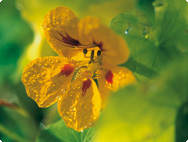 Tropaeolum majus L. (Kapuzinerkresse)