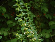 Verarbeitung: Melissa officinalis - Zitronenmelisse