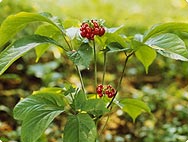 Botanische Merkmale: Panax ginseng - Ginseng