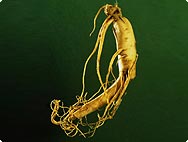 Verarbeitung: Panax ginseng - Ginseng