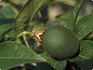 Botanische Merkmale: Passiflora incarnata - Passionsblume