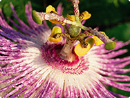 Passiflora incarnata - Passionsblume