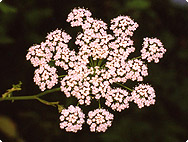 Pimpinella anisum