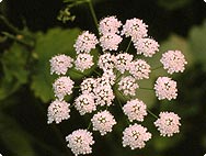 Pimpinella saxifraga