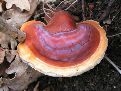 Reishi