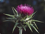 Sylibum marianum