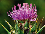 Sylibum marianum