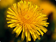 Taraxum officinale