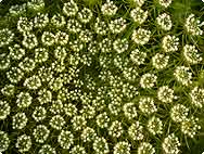 Botanische Merkmale Ammi visnaga (L.) LAM. - Botanische Merkmale