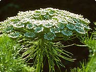 Ammi visnaga (L.) LAM. - Zahnstocher-Ammei