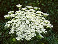 Verarbeitung Ammi visnaga (L.) LAM. - Botanische Merkmale