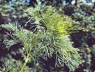 Vorkommen Ammi visnaga (L.) LAM. - Botanische Merkmale