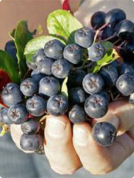 Aronia: Beere mit herbem Charme