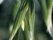 Botanische Merkmale: Avena sativa L. - Hafer