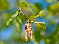 Betula pendula ROTH - Gewöhnliche Birke