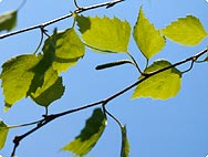 Verarbeitung: Betula pendula ROTH - Gewöhnliche Birke