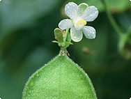 Vorkommen: Cardiospermum halicacabum L. - Vorkommen