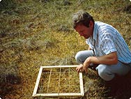 Vorkommen: Drosera rotundifolia L. - Rundblättriger Sonnentau