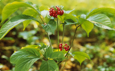 Ginseng